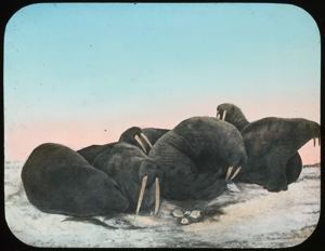 Image of Walrus Herd on Ice Pan